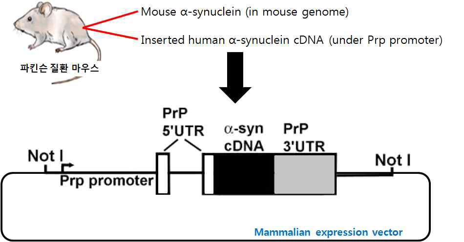 파킨슨 질환 마우스 모델 제작 방법 설명. 마우스 genome 상에서 인간 α-synuclein의 insertion 부위 및 발현 유도 기전을 보이고 있음