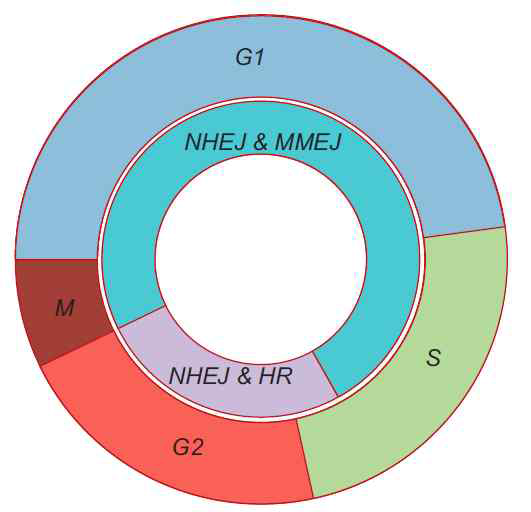 homology-directed repair (HR)는 cell cycle이 도는 dividing cell에서 가능함