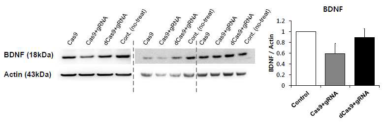 유전자 가위, 특히 Cas9보다 dCas9과 가이드 RNA를 처치한 그룹에서 BDNF 단백질이 보존되었음
