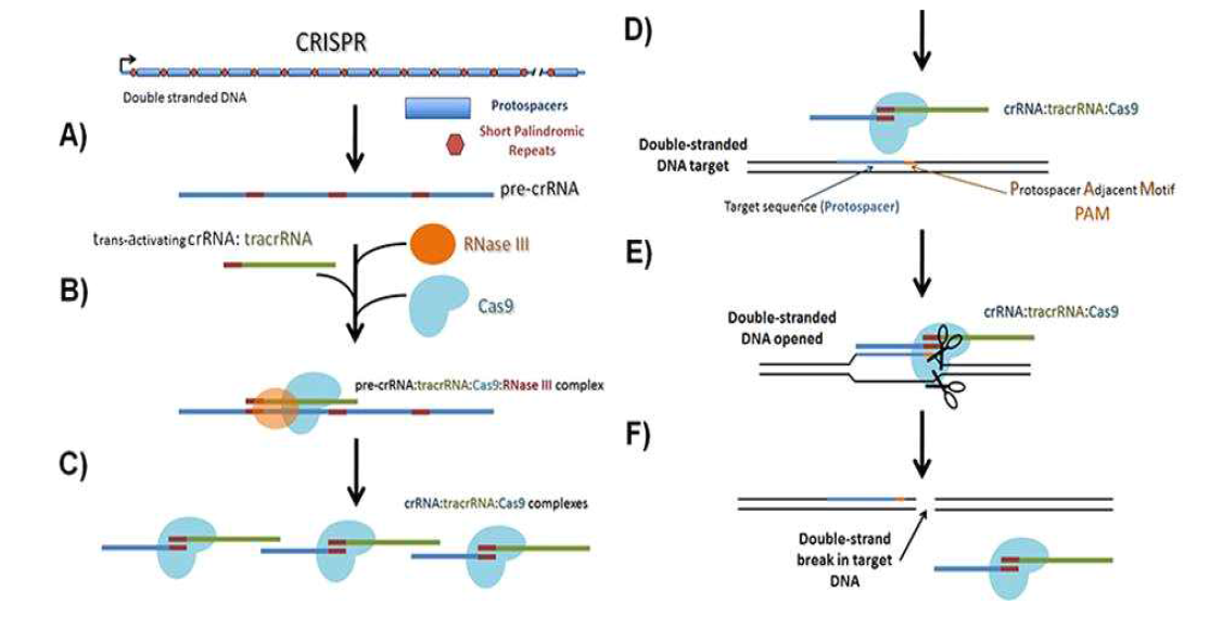 유전자 가위(RNA-Guided Endonucleasese; RGENs) 제작 방법의 모식도