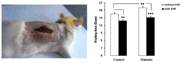 (Left)rat의 상처 사진, (Right)대조 군과 실험 군간의 자극이 유무에 따른 치료 시간
