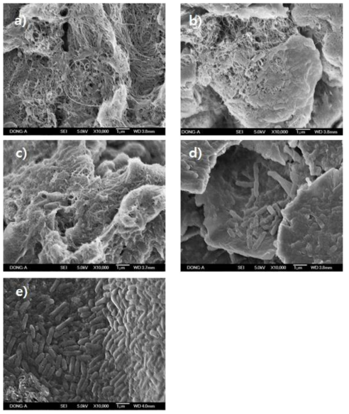 SEM images of microorganisms attached on the anode surfaces containing different CTP and Ni contents in the binder a) Nafion, b) CTP70, c) CTP200, d) CTP-Ni2.9, and e) CTP-Ni5.9(magnification x10,000)