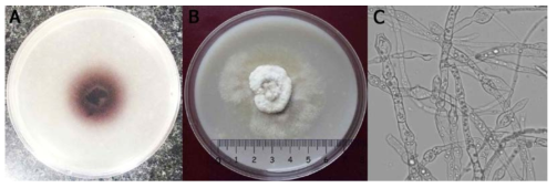 The growth and morphology of Fusarium Sp. HUIB01. (A) The growth of Fusarium sp. on peroxidase selected medium containing 0.1% guaciacol; (B) The growth of Fusarium sp. on PDA medium; (C) Morphology of Fusarium sp.. The fungus was grown on peroxidase selected medium containing 0.1% guaciacol as described in material and methods session, the oxidized zone confirmed peorxidase activity of the fungus. The morphology of Fusarium sp. was taken under microscopy with a zoom of 40x using microscopy system (Eclipse 55i, Nikkon, Japan)