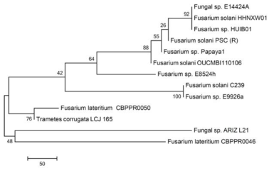 Phylogenetic relationship tree among Fusarium sp. HUIB01 and other Fusarium strains based on the ITS rDNA gene sequences. The tree was generated using Mega 6.0 software