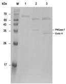 Expression of PcAXE in P. pastoris