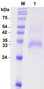 Expression of PcAra in P. pastoris