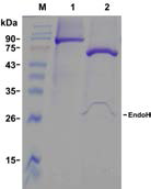 Expression of PcXyl in P. pastoris