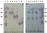 Characterization of PcXyl with Xylanase