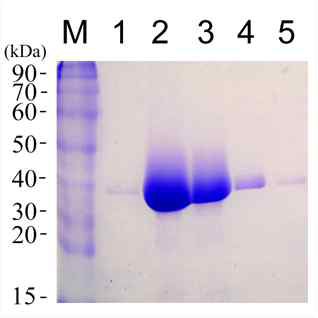 Expression of AXE in P. pastoris