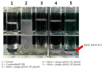 파아지 농도에 따른 침전된 세균의 세포벽 잔사량 비교
