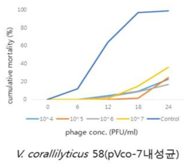 pVco-7 파아지 내성균주에 대한 혼합 파아지의 효능 검증