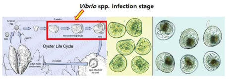 이매패류 유생의 Vibrio spp. 감염 시기