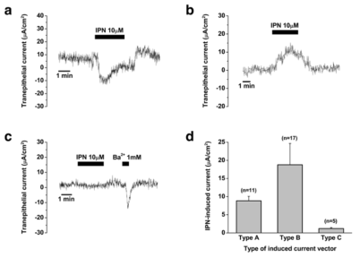 Isoproterenol(10uM)에 의해 증가한 내림프낭 상피세포에서의 이온 수송 (a, b)