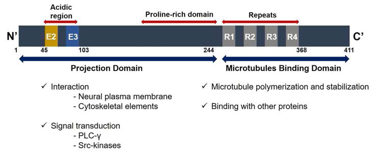 타우 단백질의 구조 및 각 domain binding site