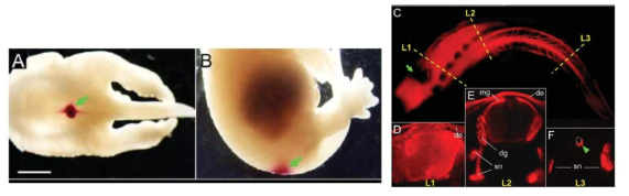 2차 신경관에 있는 신경다발이 1차 신경관 level의 신경세포체에서 비롯되었음을 보여주는 사진. E14.5 쥐의 배자에 1차 신경관 위치에 DiI로 labeling (A, B의 초록색 화살표)하고 수개월 후에 DiI signal이 L3 level의 배부 (F의 초록색 화살촉)에서 관찰되었음
