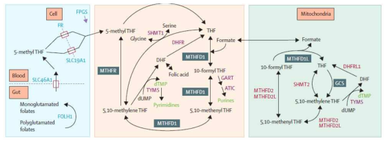 생체 내 folate pathway: MTHFR과 MTHFD1의 polymorphism이 신경관 결손의 위험을 증가시키는 것으로 알려져 있음