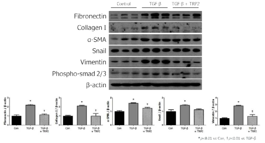 TGF-β에 의하여 유도된 IMCD 세포에서의 섬유화 관련 단백 발현에 PTD-BMP-7이 미치는 효과