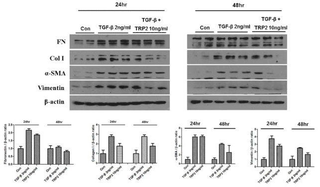 TGF-β1에 의하여 유도된 간성상 세포에서의 섬유화 관련 단백 발현에 PTD-BMP-7이 미치는 효과