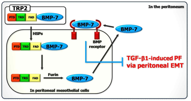 복막 섬유화 모델에서 PTD-BMP-7의 효과