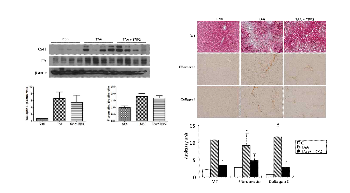 TAA로 유도한 간섬유화 동물 모델에서 PTD-BMP-7의 정맥 투여 효과