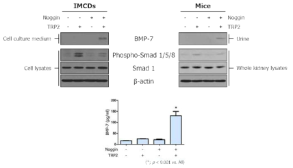 세뇨관 상피 세포 및 실험 동물에서 PTD-BMP-7의 활성 검증