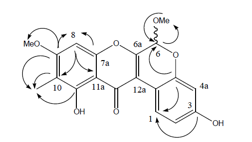 아브로니아 현탁배양물로부터 분리된 화합물 1의 구조 (boeravinone X). 화살표는 탄소와 수소간의 상호관계를 나타냄