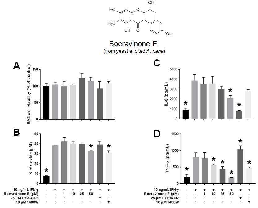 인터페론-감마로 유도된 BV2 세포 염증반응에 대한 boeravinone E의 효과. A) 세포생존율. B) 세포배양액 내 nitric oxide (NO) 정량. C) 세포배양액 내 IL-6 정량. D) 세포배양액 내 TNF-α 정량. p < 0.05 compared to 10 ng/mL IFN-γ only