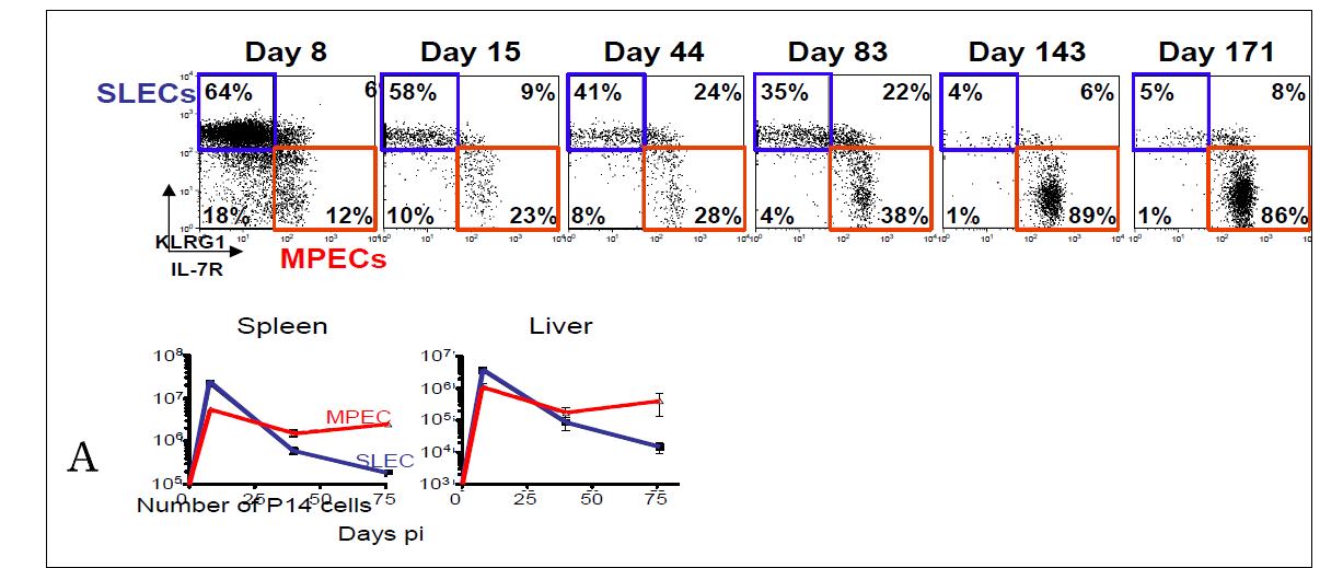 IL-7Rhi KLRG1lo 작용 세포들은 MPEC이고 이들은 비장과 간에서 기억 T 세포로 성장함. P14 CD8 T 세포를 포함하는 B6 생쥐를 LCMV로 감염시킨 후 8 - 171 동안 비장에서 P14 세포의 IL-7R와 KLRG1 발현을 분석하였음 (A). 비장과 간에서 MPEC와 SLEC의 수를 계산하였음 (B)