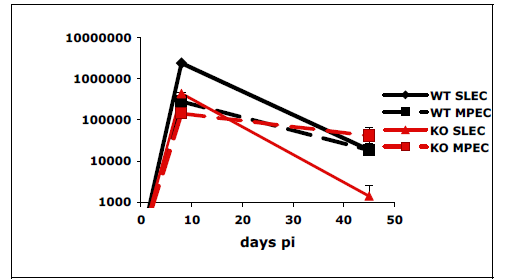 간에서 SLEC의 생존은 주로 IL-15의 신호전달에 의존. P14 세포를 포함하는 Wt과 IL-15 deficient 생쥐 (KO)를 LCMV로 감염시킨 후 8일과 14일 째에 비장과 간에서 분리된 P14 세포의 수를 계산하였음