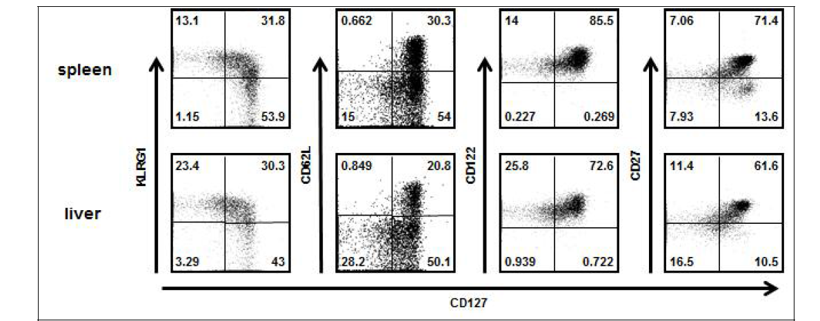 비장과 간 생성 기억 T 세포의 형질비교