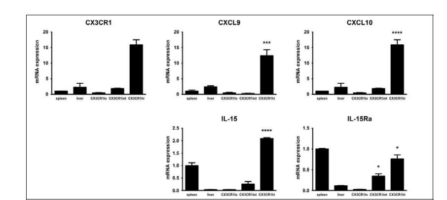 CX3CR1 발현 대식세포의 특징