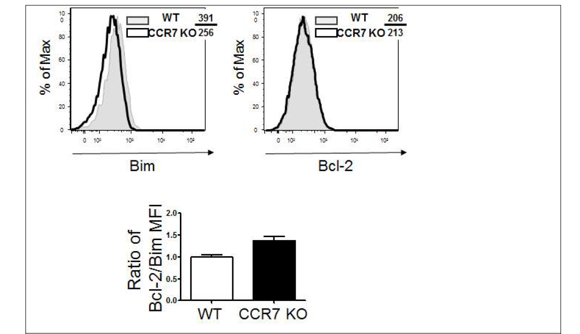 CCR7 KO 기억 T 세포의 Bim과 bcl-2 발현