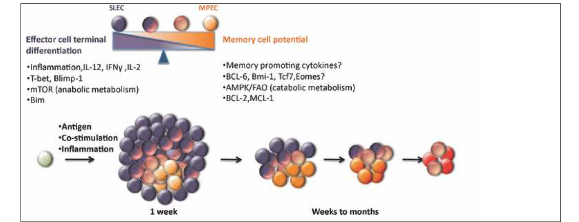 작용 CD8 T 세포의 생성과 그들의 점차적으로 기억 T 세포로의 분화