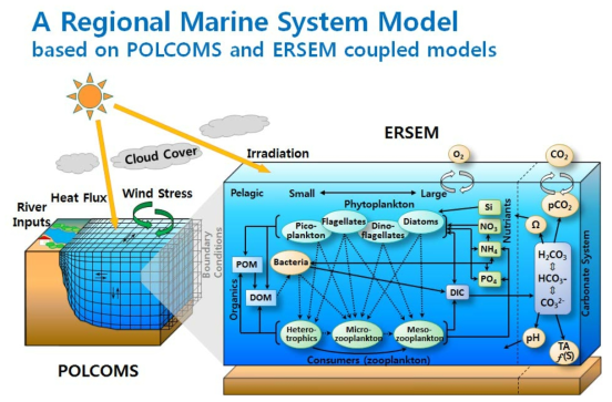 Schematic diagram of POLCOMS-ERSEM coupled marine system model