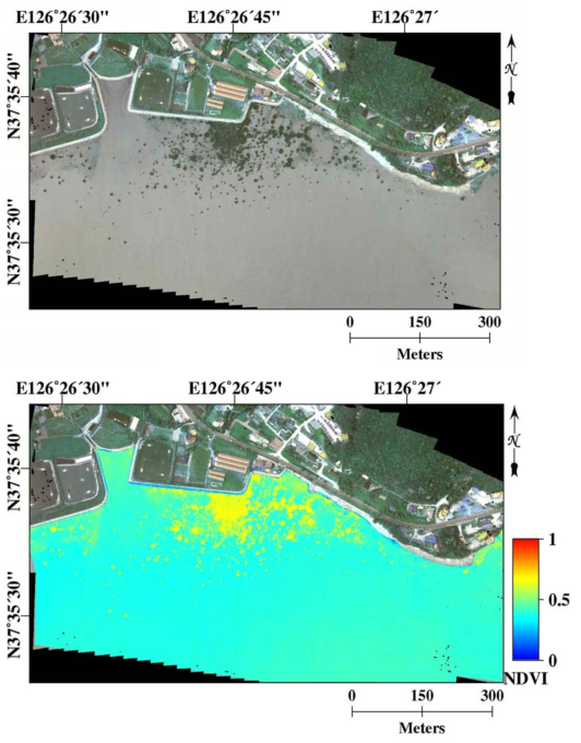 강화도 갯벌 지역의 정사 영상과 NDVI 영상 예시