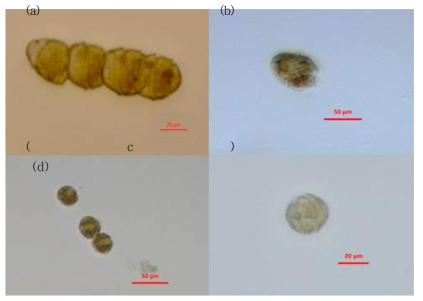 한국 연안에서 적조를 일으키는 4가지 종들. (a) Cochlodinium polykrikoides, (b) Akashiwo sanguinea, (c) Alexandrium tamarense, (d) Scrippsiella trochoidea
