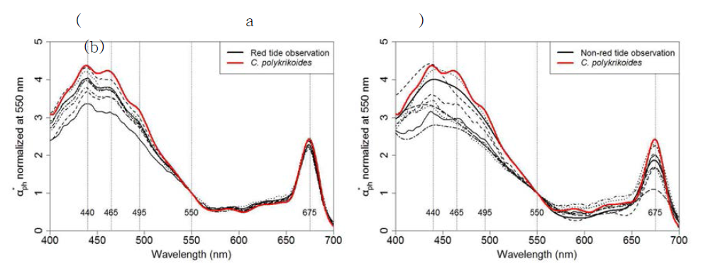 (a) 배양된 C. polykrikoides의 흡광 스펙트럼과 적조가 발생한 R정점에서의 흡광 스펙트럼 비교, (b) 배양된 C. polykrikoides의 흡광 스펙트럼과 적조가 발생하지 않은 정점에서의 흡광 스펙트럼 비교