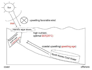2013년 여름 동해안의 적조 발생에 관한 네 가지 메커니즘. (1) Lagrangian flow에 의한 동해로의 적조 유입; (2) 연안용승으로 인한 영양염 공급; (3) 높은 일사량; (4) 25℃의 적조종 성장에 적절한 수온분포(Kim et al., 2016)