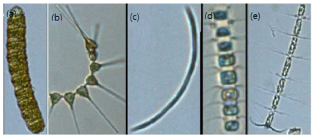 FlowCam에서 포착된 R1 ~ R5정점과 B1, C1, D1, Z2, Z3정점 표층에서의 우점종. (a) Cochlodinium polykrikoides, (b) Asterionella glacialis, (c) Pseudo-nitzschia turgidula, (d) Chaetoceros difficilis, (e) Bacteriatrum comosum