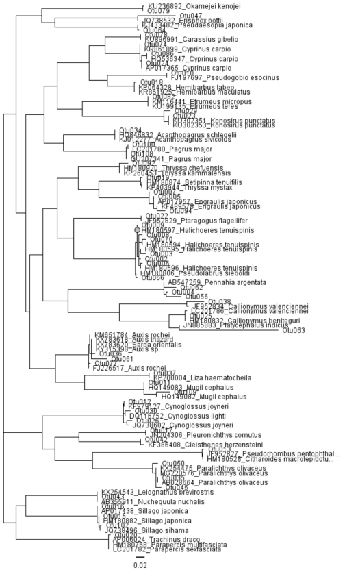 ML tree constructed with sequences of otus and of BLAST result for species identification of fish eDNA. ML tree was built by FastTree