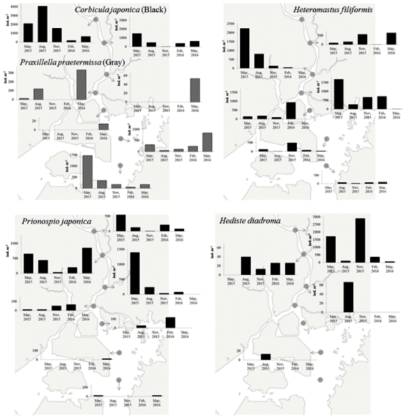 Spatio-temporal distribution patterns of dominant species at each site and season during the study period (unit: ind. m-2)