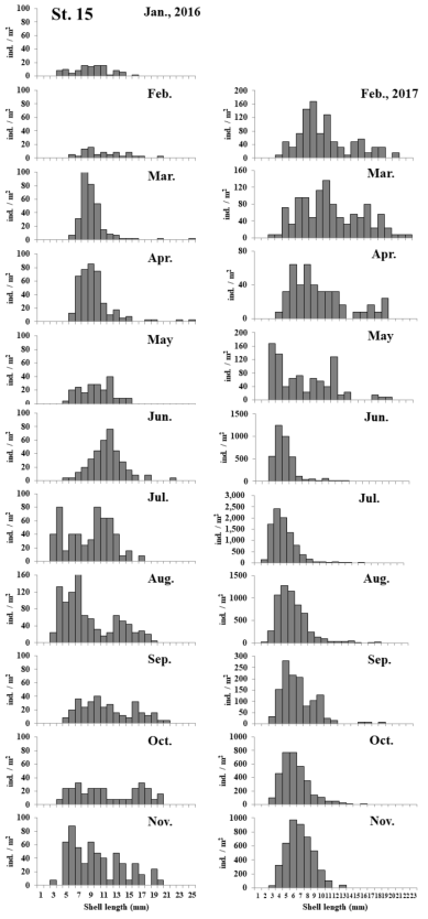 The size frequency distribution of the shell length of C. japonica during the study period at st. 15