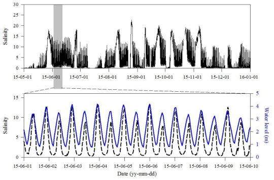 Daily cycle of salinity and tide variation at the long-term monitoring site. Note the same pattern (normal phase mode) between salinity and water level during tidal cycles