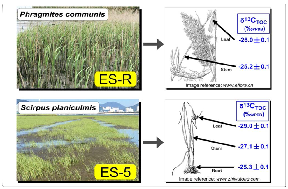 Stable carbon isotopes (δ13CTOC)inthehalophytesPhragmites communis Trinius and Scirpus planiculmis Fr. Schmidt (ES-R and ES-5) in the NRE