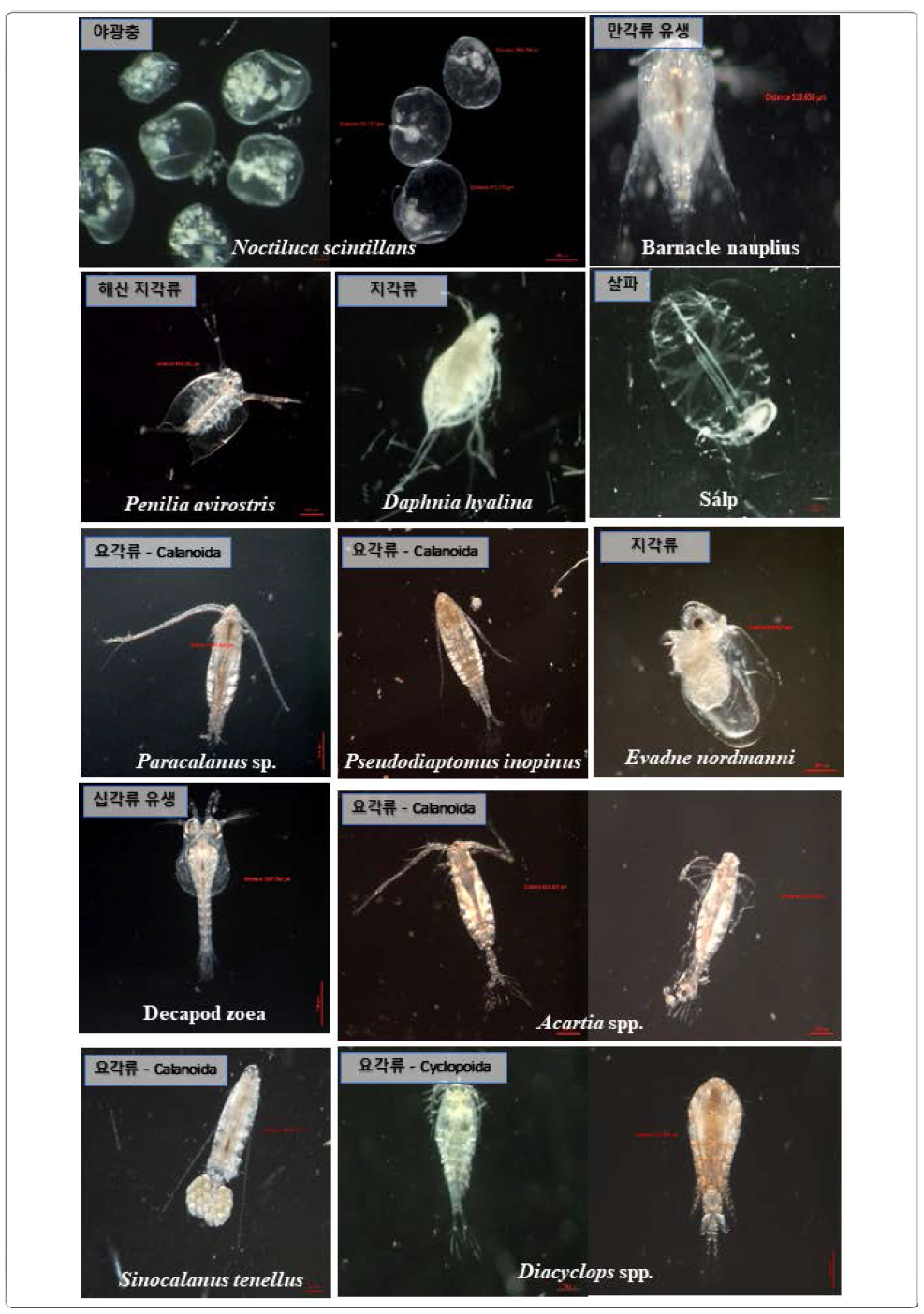 Major zooplankton species in the Nakdong River Estuary during 2015-2017