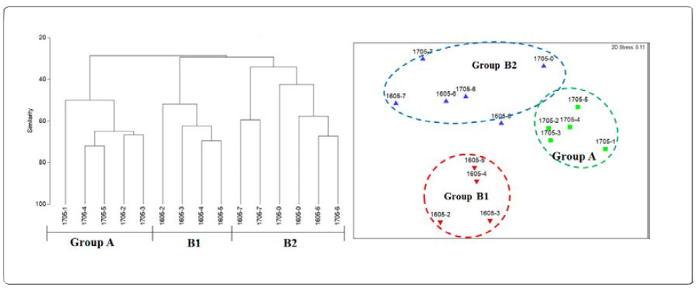 Cluster and nMDS plots based on abundance data in May, 2016 and 2017 in the Jinwoo-do tidal flat