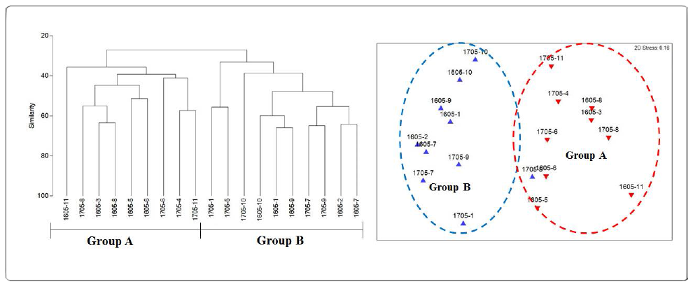 Cluster and nMDS plots based on abundance data during May, 2016 and 2017 in the Shinja-do tidal flat