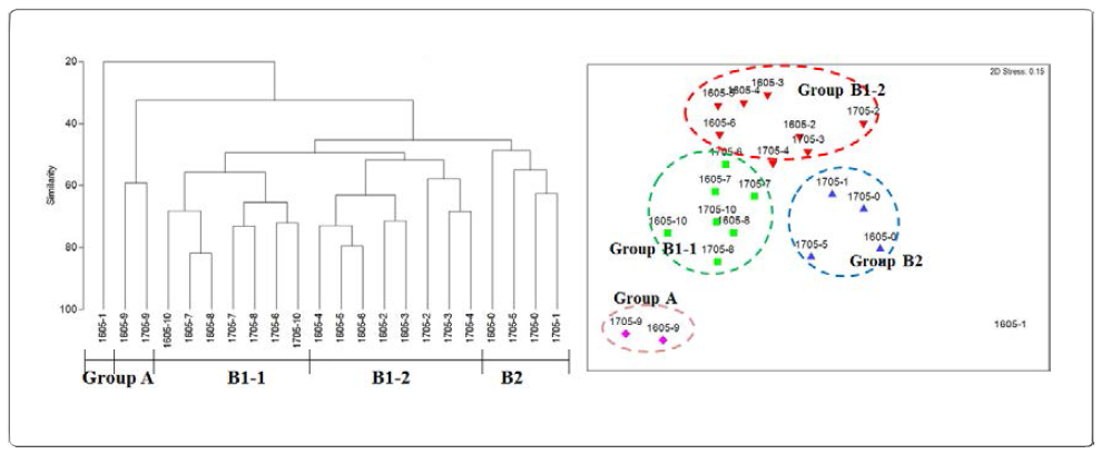 Cluster and nMDS plots based on abundance data in May, 2016 and 2017 in the Eulsuk-do tidal flat