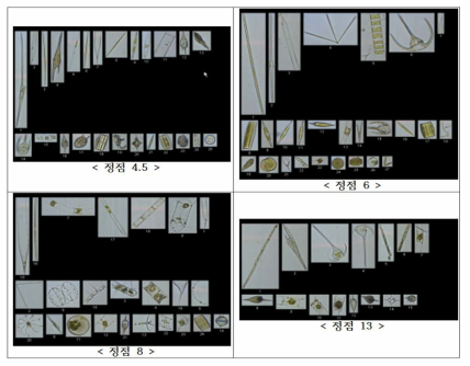 2017년 쿠로시오 확장역에서 FlowCAM을 활용하여 확인한 식물플랑크톤 형태학적 이미지 결과