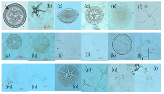 쿠로시오 확장역에서 출현하는 중심돌말류. (a) Coscinodiscus marginatus, (b) Actiniscus pentasterias, (c) Actinocyclus cuneiformis, (d) Asteromphalus elegans, (e) Coscinodiscus granii, (f) Chaetoceros danicus, (g) Actinoptychus senarius, (h) Asteromphalus arachne, (i) Rhizosolenia hebatata, (j) Bacteriastrum hyalinum, (k) Azpeitia barronii, (l) Chaetoceros peruvianus, (m) Hemiaulus sinensis, (n) Hemiaulus hauckii, (o) Asteromphalus roperianus, (p) Chaetoceros messanensis, (q) Bacteriastrum furcatum, (r) Bacteriastrum comosum